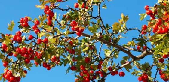 CRATAEGUS AZAROLUS
